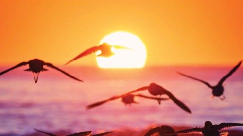 Dunlin flying into shore against the rising sun at Jones Beach, Long Island, NY.