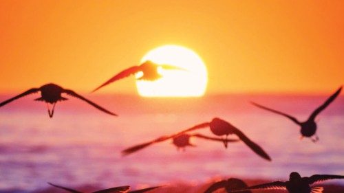 Dunlin flying into shore against the rising sun at Jones Beach, Long Island, NY. Dunlin flying into shore against the rising sun at Jones Beach, Long Island, NY.