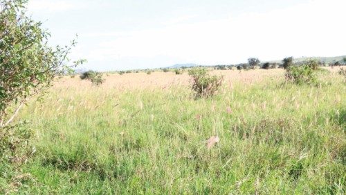  Kenya,  300.000 alberi per fare rinascere la foresta di Mirema  QUO-248