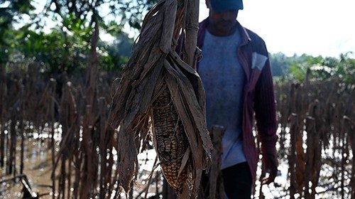 Antonio Aleman searches for corncobs in good condition in his destroyed cornfield due to the ...