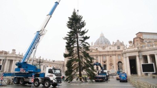 Un abete bianco dall’Abruzzo QUO-263 Un abete bianco dall’Abruzzo QUO-263