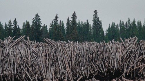 A general view shows a commercial logging facility before boreal tree species near Fort McMurray, ...