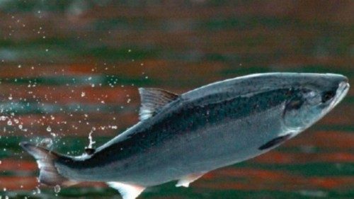  Il salmone “verde” della Norvegia  QUO-272