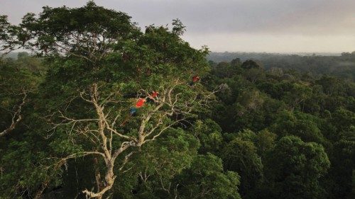 FILE PHOTO: Macaws sit on a tree at the Amazon rainforest in Manaus, Amazonas State, Brazil October ...