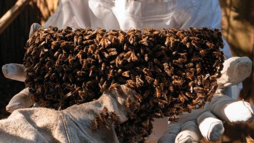 Beekeepers remove honeycombs from the roof of a shelter to move them to a better place, in Coral ...