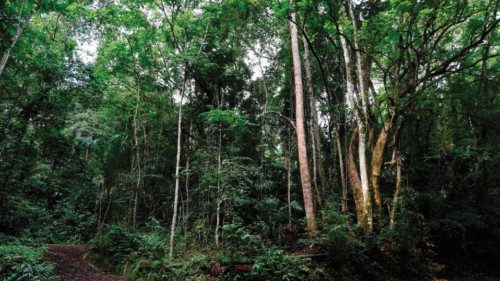 A photo shows trees in the 'Giant's Woods' national reserve in Libreville, on February 28, 2023. ...