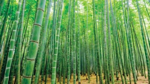  Così il bambù gigante aiuta la Terra  QUO-066