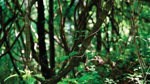 Branches of native trees are seen in the Cerro Blanco Forest (Bosque Protector Cerro Blanco in ...