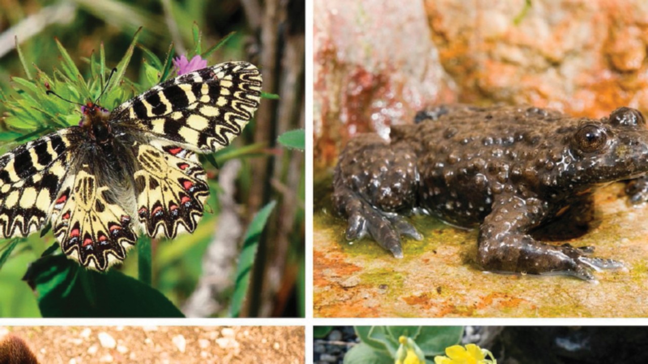  Biodiversità sempre più a rischio  QUO-129