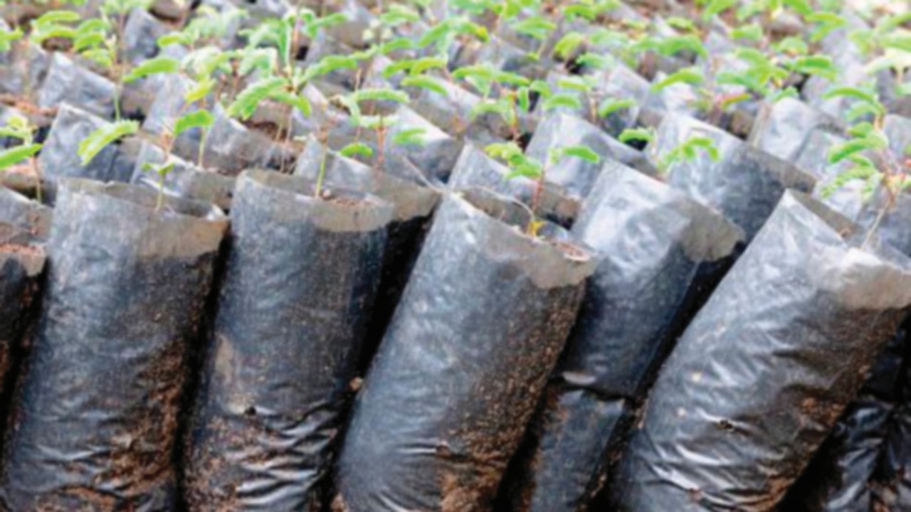  In Uganda arriva la bio-plastica contro l’inquinamento  QUO-132