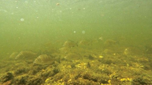 A school of sea bream fish is seen under water at the Khor Kalba Mangrove Center in Sharjah, United ...