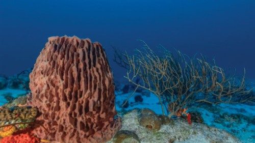  Biodiversità sottomarina: rischi e sviluppi   QUO-149