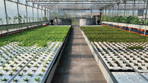 Per le coltivazioni sostenibili il futuro si chiama “acquaponica” QUO-157 Per le coltivazioni sostenibili il futuro si chiama “acquaponica” QUO-157