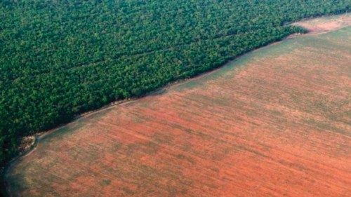 In Amazzonia aumenta la deforestazione    QUO-164