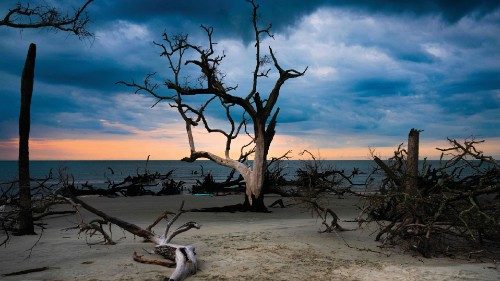 Driftwood rests on a boneyard beach, a popular term for the weathered remains of shoreline trees ...