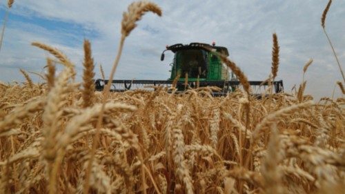 (FILES) Farmers bring in the harvest with their combine harvesters on a wheat field in the southern ...