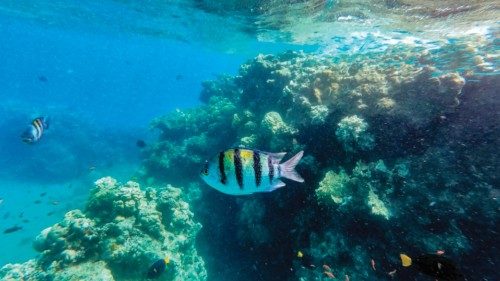 Fish swim by the coral reef in the waters of the Red Sea near the southern Israeli city of Eilat on ...