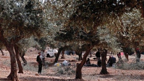 Palestinians attend olive harvest in the West Bank city of Taybeh, on October 24, 2023. (Photo by ...
