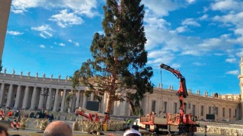 Innalzato l’albero di Natale in piazza San Pietro QUO-269 Innalzato l’albero di Natale in piazza San Pietro QUO-269
