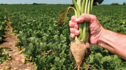  Mettiamo un po’ di zucchero nella transizione ecologica  QUO-017