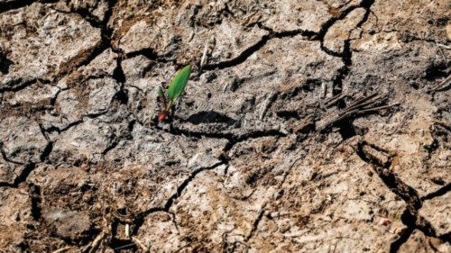 A picture shows the sprout of a plant at a dry cereal field in Berrechid, Morocco's historically ... A picture shows the sprout of a plant at a dry cereal field in Berrechid, Morocco's historically ...