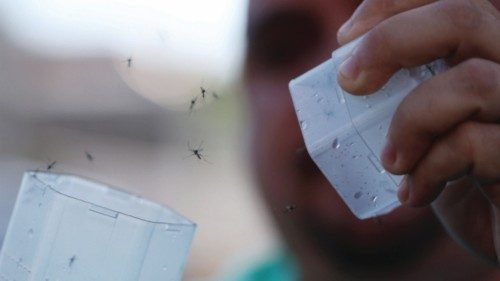 A health worker releases mosquitoes infected with the Wolbachia bacteria, which are expected to ...