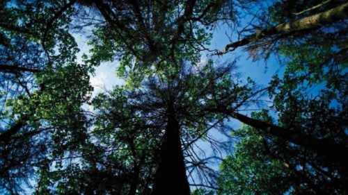 Un approccio olistico per la gestione delle foreste QUO-103 Un approccio olistico per la gestione delle foreste QUO-103