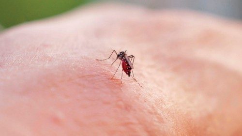 (FILES) A tiger mosquito bites a person in the French riviera city of Nice, on August 10, 2023. As ... (FILES) A tiger mosquito bites a person in the French riviera city of Nice, on August 10, 2023. As ...