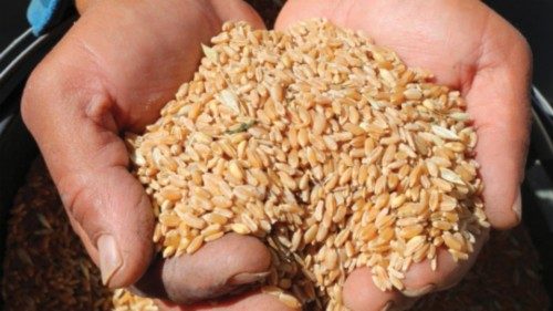epa11395564 A farmer sorts wheat grains after they have been thrashed during harvest in Mateur, ... epa11395564 A farmer sorts wheat grains after they have been thrashed during harvest in Mateur, ...