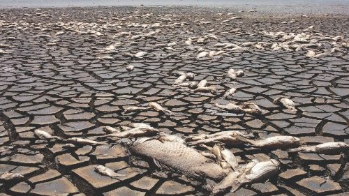 TOPSHOT - Aerial view showing dead fish due to drought in the Bustillos Lagoon, near Anahuac, ... TOPSHOT - Aerial view showing dead fish due to drought in the Bustillos Lagoon, near Anahuac, ...