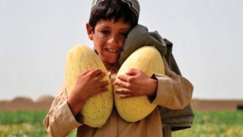 An Afghan boy harvests melons from a field in Daman district at Kandahar province on July 15, 2024. ... An Afghan boy harvests melons from a field in Daman district at Kandahar province on July 15, 2024. ...