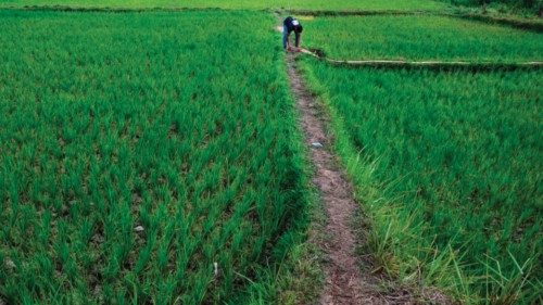 A man releases a water pipe on a rice paddy crop damaged by a drought in Japakeh on the outskirts of ... A man releases a water pipe on a rice paddy crop damaged by a drought in Japakeh on the outskirts of ...