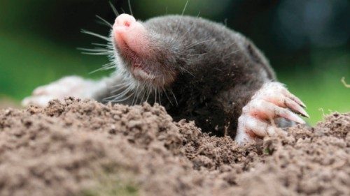  Animali come monaci  in un mondo pieno di resurrezioni  QUO-196