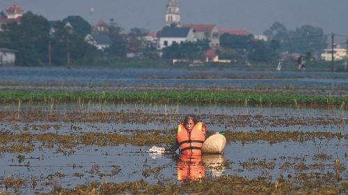 A farmer wearing a life vest salvages their harvest from a flooded ricefield in Hanoi's Chuong My ... A farmer wearing a life vest salvages their harvest from a flooded ricefield in Hanoi's Chuong My ...