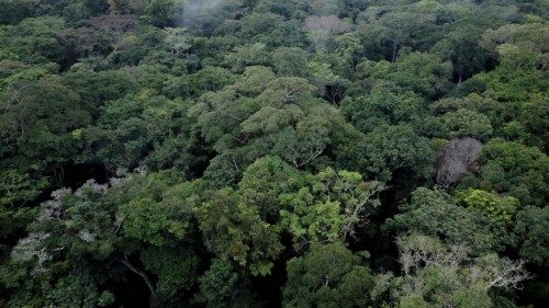 (FILES) This aerial view shows trees in the Yangambi forest, 100 km from the city of Kisangani, in ... (FILES) This aerial view shows trees in the Yangambi forest, 100 km from the city of Kisangani, in ...