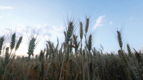 epa11659325 Close-up view of wheat ears at a field shortly before the harvest season in Sana'a, ... epa11659325 Close-up view of wheat ears at a field shortly before the harvest season in Sana'a, ...