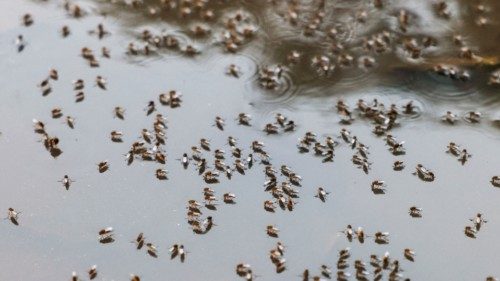 Mosquitoes are seen on top of the logged water at the Suhrawardy Udyan park, as number of dengue ... Mosquitoes are seen on top of the logged water at the Suhrawardy Udyan park, as number of dengue ...