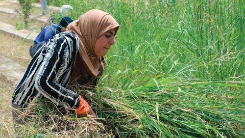 A farmer works at the Sarchinar tree nursery in the Kurdish city of Sulaimaniyah, on July 10, 2024. ... A farmer works at the Sarchinar tree nursery in the Kurdish city of Sulaimaniyah, on July 10, 2024. ...