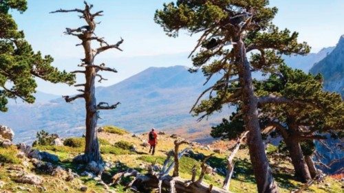 Bestnature: dal Pollino le lezioni su come proteggere alberi e animali QUO-249 Bestnature: dal Pollino le lezioni su come proteggere alberi e animali QUO-249