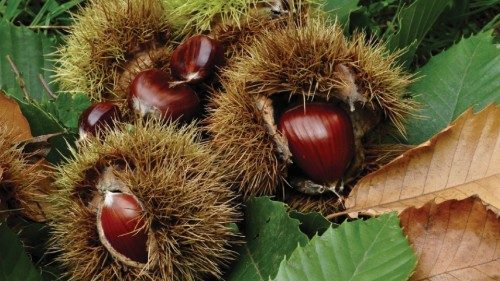  Il ritorno della castagna  QUO-015