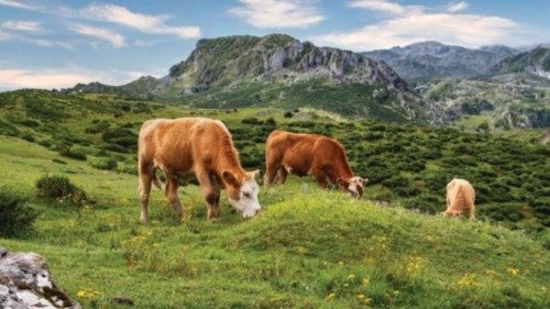 Asvis: il 60 per cento degli ecosistemi europei «è in forte e continuo peggioramento» QUO-109 Asvis: il 60 per cento degli ecosistemi europei «è in forte e continuo peggioramento» QUO-109