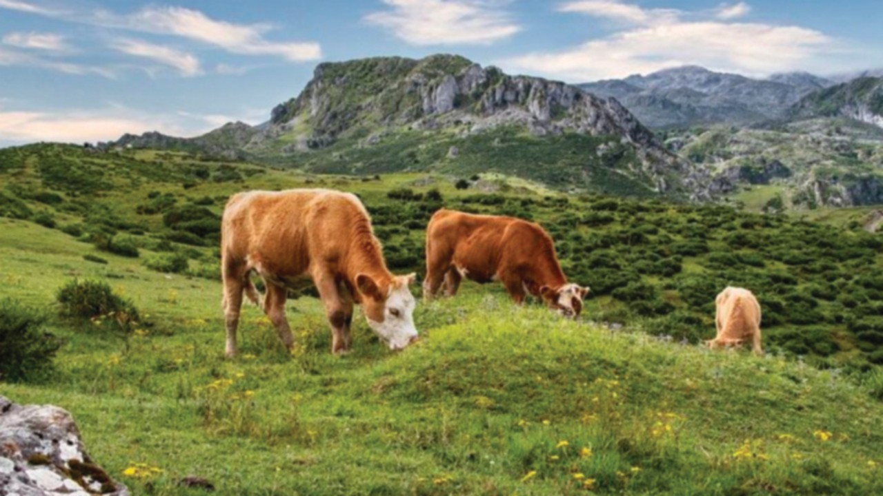  Asvis: il 60 per cento degli ecosistemi europei «è in forte e continuo peggioramento»  QUO-109