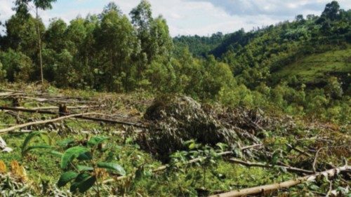 A general view shows trees felled for charcoal in Kabare, as improved access to markets drives up ... A general view shows trees felled for charcoal in Kabare, as improved access to markets drives up ...