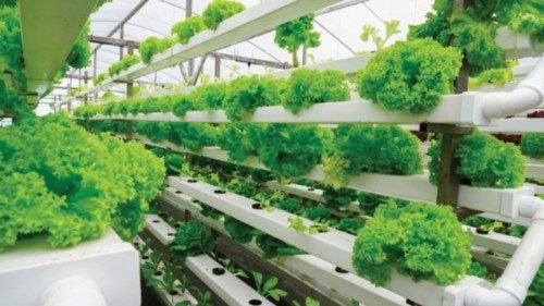 Produrre più cibo a basso impatto ambientale anche in città QUO-132 Produrre più cibo a basso impatto ambientale anche in città QUO-132