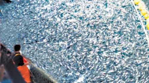 Dall’overfishing alla pesca sostenibile QUO-143 Dall’overfishing alla pesca sostenibile QUO-143