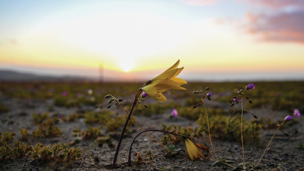 Flowers bloom on the Atacama desert, some 600 km north of Santiago, on October 13, 2021. In years of ...