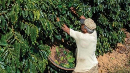 A man harvests coffee during the end of the annual crop season at Lira farm in Santa Clara, ... A man harvests coffee during the end of the annual crop season at Lira farm in Santa Clara, ...