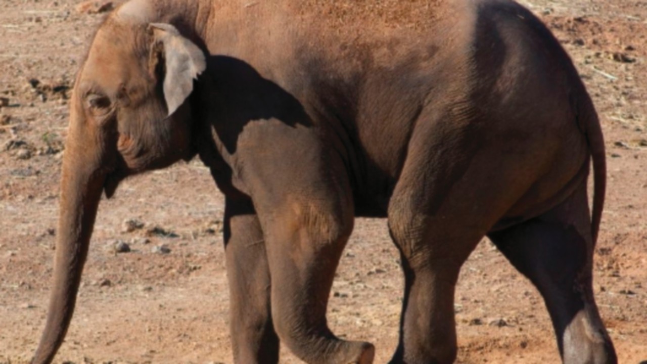  Le meraviglie dell’adattamento animale (nonostante l’arroganza umana)  QUO-174