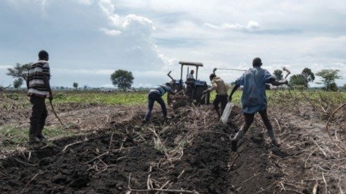 Bird hunters search for rats in freshly dug soil to use as bait for capturing migratory birds in ...
